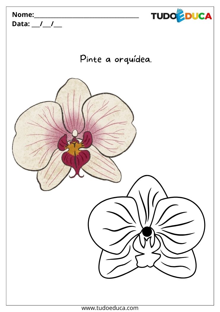 Atividade com Flores para Autistas pinte a orquídea igual a foto